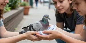 bébé pigeon